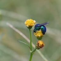 オオセイボウ（大青蜂）