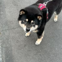 サバキチ君の首輪装着大失敗💦