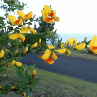 横浜港の花