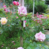 イオン宮崎のお花屋さんとバラの花