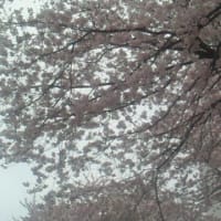 そろそろ桜の季節だな