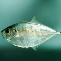 What is a Carangidae fish