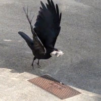 自然の摂理　②