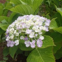 さつま芋の植え付け終了