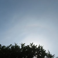 今日もハロ