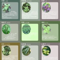 7月から「よもぎ蒸し」の生薬を変更します！！