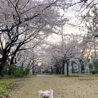 桜散歩2024 ②