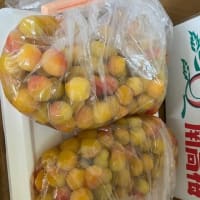 小粒南高梅塩漬け完了　ビニール袋漬けお勧め