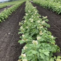 芋類が順調に成長