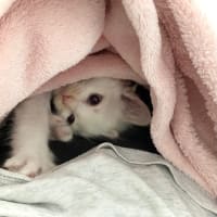 毛布の中の白子猫