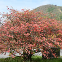 長峰公園・上ノ山公園