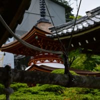 洛西　　善峯寺　あじさい