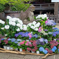 文京あじさい祭り＠白山神社