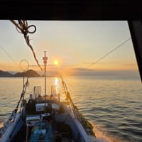 昨夜の夜釣り釣果　6月30日(月)