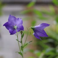 令和7年7月7日&はまっています🎶
