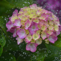 「雨滴に包まれて・・・」　いわき　フラワーセンターにて撮影！　紫陽花