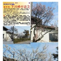 花巡り「梅－367」 幸手市　下川崎付近①②③