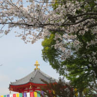 2025年 孝道山のさくら（横浜市神奈川区のお寺）