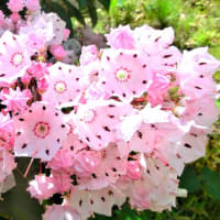 「カルミア（アメリカ石楠花）」　ツツジ科　　　　　　　　　　