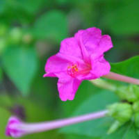 朝の散歩　キキョウの花　　　26
