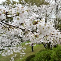 今年は一歩早く桜の花をみることができました。小城公園（佐賀県小城市）