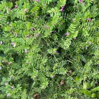 オサンポ walk - 植物plant : カラスノエンドウの群れ groups of bush vetch