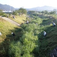 市民清掃　大安寺川の草刈り