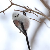 ぼく、シマエナガ😊　2月1日