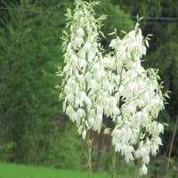 紫陽花とタチアオイ