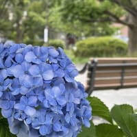 季節外れのシクラメンがさらに