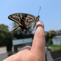 アゲハの次男クン旅立ちました🦋✨