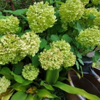 １６本の紫陽花の花をカット