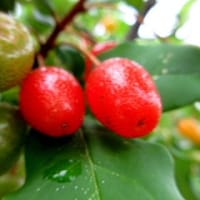 今年の田植え終了です