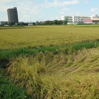 コメ不足ってなんだ！