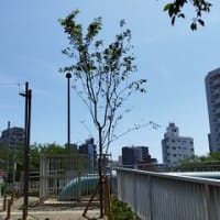 大横川岸遊歩道のサクラ