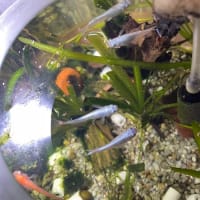 今週の水草水槽＆にゃんこ 2025.7.2
