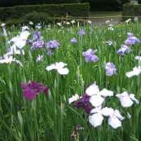 紫陽花の花