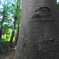 眼がある幹とモンキアゲハ