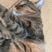モフモフ感が心地よい。