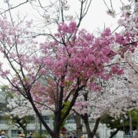 満開の桜・・・