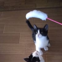 仔猫達　踏ん張りました。
