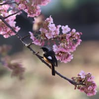 どこかの公園