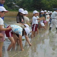 2025.6.25　田植え（３年生）