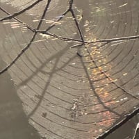 光芒と虹色の蜘蛛の巣