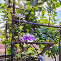 寄せ植えの中から