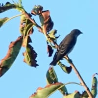 09/1８探鳥記録写真：はまゆう公園の鳥たち（エゾビタキ、イソヒヨドリ、ムクドリ、）