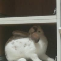 引っ越しの時しか見られない…