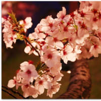 今年ラストの夜桜