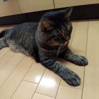 違った