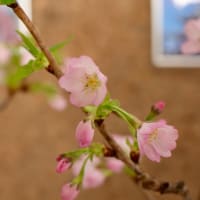 桜の花展